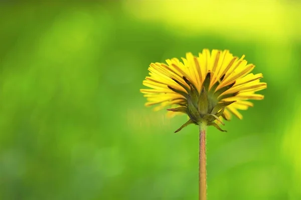 Bunga Dandelion Kuning Pada Latar Belakang Rumput Hijau Kabur — Stok Foto