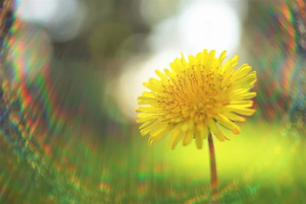 Bunga Dandelion Kuning Pada Latar Belakang Kabur Alami — Stok Foto