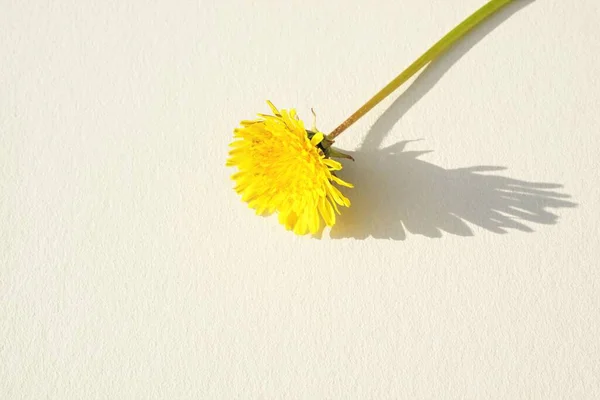 Κίτρινο Λουλούδι Πικραλίδα Ένα Κρεμώδες Ηλιόλουστο Τραπέζι — Φωτογραφία Αρχείου