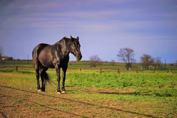 Retrato Cavalo Preto Pastando Dia Primavera — Fotografia de Stock