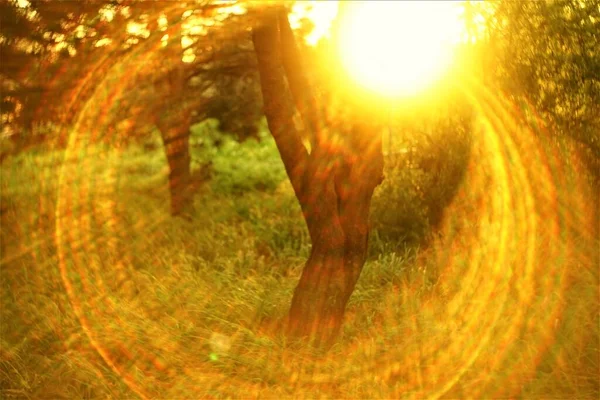 Έγχρωμη Στρογγυλή Λάμψη Του Ήλιου Στον Ανοιξιάτικο Κήπο — Φωτογραφία Αρχείου