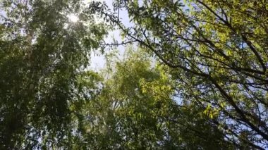 Dallarında taze yeşil yapraklar olan güneş ve huş ağacı, doğal arka plan..