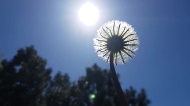 Dallarında taze yeşil yapraklar olan güneş ve huş ağacı, doğal arka plan..