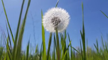 Dallarında taze yeşil yapraklar olan güneş ve huş ağacı, doğal arka plan..