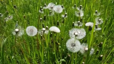 Dallarında taze yeşil yapraklar olan güneş ve huş ağacı, doğal arka plan..
