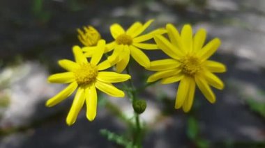 Dallarında taze yeşil yapraklar olan güneş ve huş ağacı, doğal arka plan..