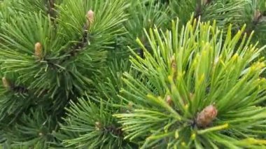 Dallarında taze yeşil yapraklar olan güneş ve huş ağacı, doğal arka plan..