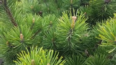 Dallarında taze yeşil yapraklar olan güneş ve huş ağacı, doğal arka plan..