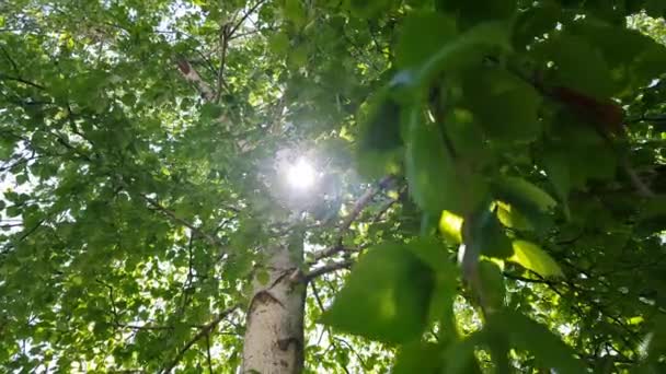 Sonne Und Birke Mit Frischen Grünen Blättern Den Zweigen Natürlicher — Stockvideo