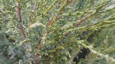 Dallarında taze yeşil yapraklar olan güneş ve huş ağacı, doğal arka plan..