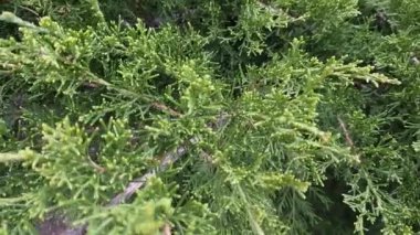 Dallarında taze yeşil yapraklar olan güneş ve huş ağacı, doğal arka plan..