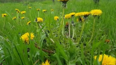 Bulanık yeşil arka planda sarı karahindiba çiçeği