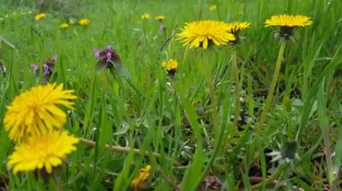 Bulanık yeşil arka planda sarı karahindiba çiçeği