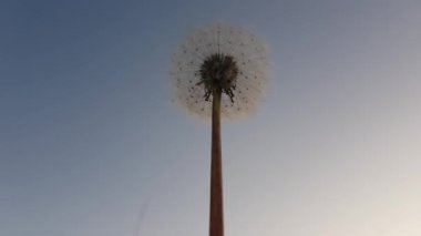 Dallarında taze yeşil yapraklar olan güneş ve huş ağacı, doğal arka plan..