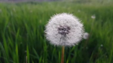 Dallarında taze yeşil yapraklar olan güneş ve huş ağacı, doğal arka plan..