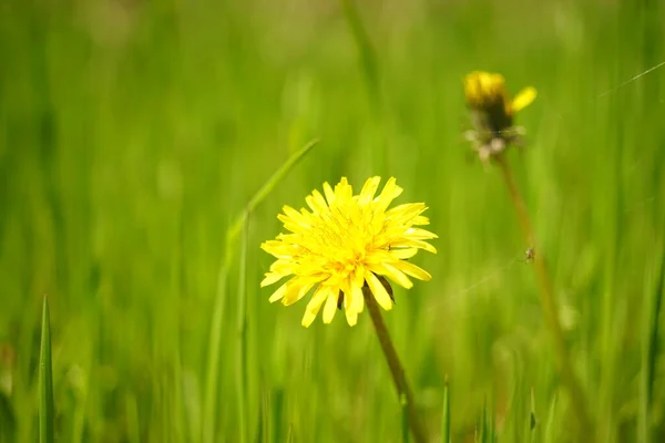 春の庭の黄色いタンポポの花と緑の草 — ストック写真