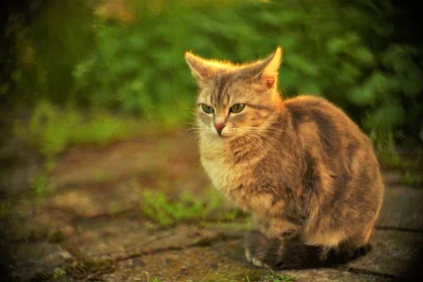 Szary Kot Odpoczynek Wiosennym Podwórku Pobliżu Zielonej Trawy — Zdjęcie stockowe