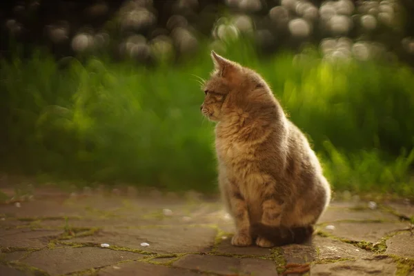 Сірий Кіт Відпочиває Весняному Саду Портрет Домашньої Тварини Відкритий — стокове фото