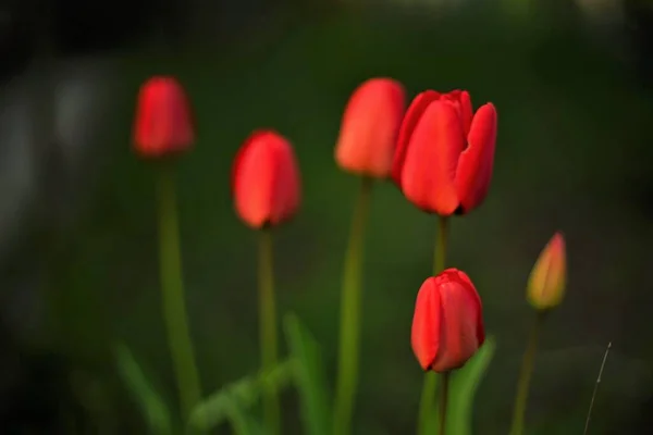 Natural Background Youn Red Tulip Flowers Spring Garden — Stock Photo, Image