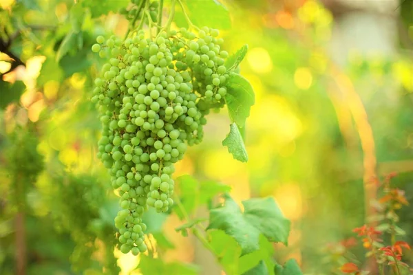 Duża Winorośl Zielonych Dojrzewających Winogron Rosnących Letnim Ogrodzie — Zdjęcie stockowe