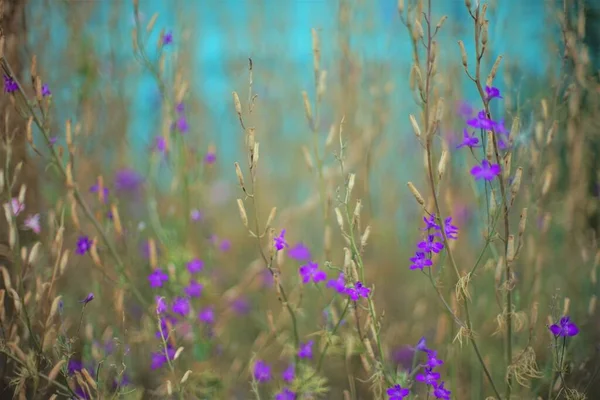 Fleurs Violettes Sauvages Avec Tiges Brunes Sèches Poussent Dans Jardin — Photo