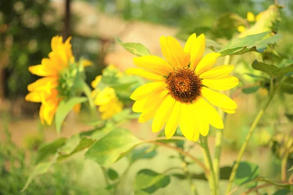 Ayçiçekleri Güneşli Bir Günde Bir Tarlada Yetişir — Stok fotoğraf