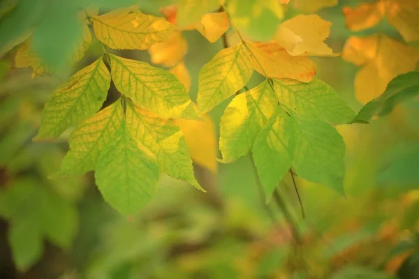 在迷人的 阳光灿烂的秋天森林里 树上的绿叶和黄叶 — 图库照片