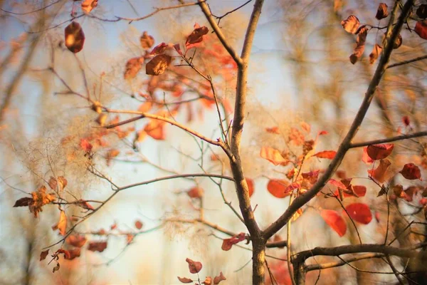Тонкое Дерево Красными Коричневыми Осенними Листьями Фоне Голубого Неба Удивительная — стоковое фото