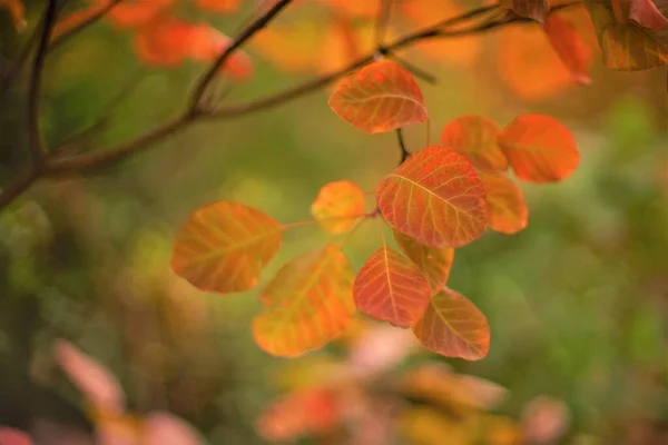 Verbazingwekkende Kleurrijke Bladeren Aan Een Boomtak Een Magisch Herfstbos Kunstkaart — Stockfoto