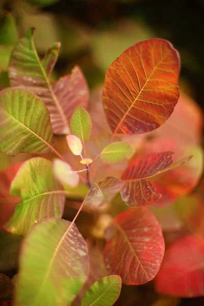 Folhas Vermelhas Verdes Galho Árvore Uma Floresta Outono Cartão Arte — Fotografia de Stock