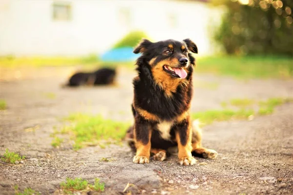 Trójkolorowy Pies Siedzi Letnim Podwórku Wywieszonym Językiem — Zdjęcie stockowe
