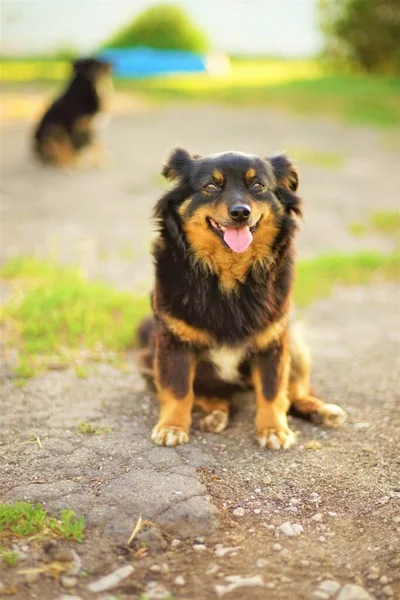 Szczęśliwy Uśmiechnięty Pies Siedzący Letnim Podwórku Wywieszonym Językiem — Zdjęcie stockowe