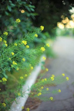 Yol kenarında sarı çiçekli daimi otçul bitkiler yetişir. Sanat zırvası.
