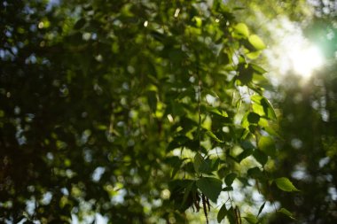 Dallarında taze yeşil yapraklar olan güneş ve huş ağacı, doğal orman arka planı..