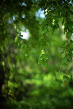 Doğal çiçekli sanat kartı. Güneşli bahar bahçesinde dallarında taze yeşil yaprakları olan huş ağacı..