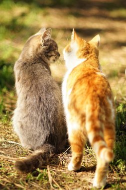 Two cats communicate in the sunny garden.