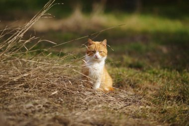 Ginger white cat sits in sunny dry grass.