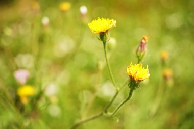Sarı yabani çiçekler güneşli yaz bahçesinde yetişir..