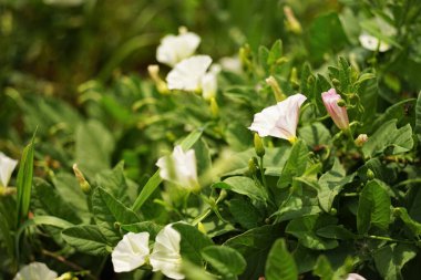 Beyaz çiçekler huş ağaçları bahçede yetişir..
