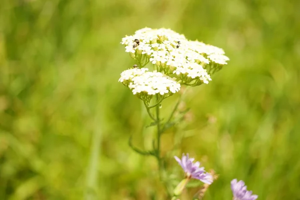 White yarrow flowers grows in green summer field.