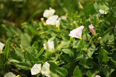 Beyaz çiçekler huş ağaçları bahçede yetişir..
