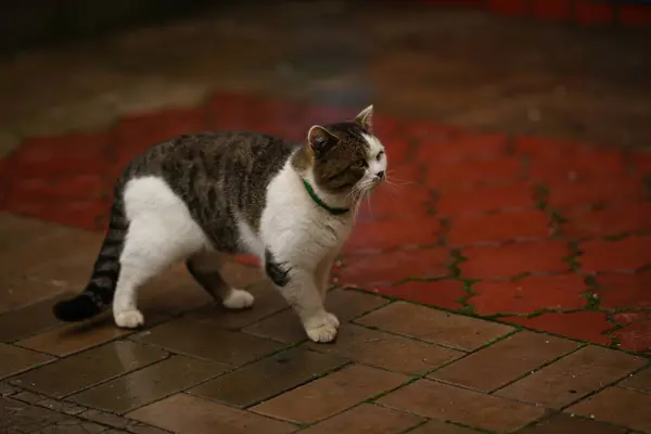 Tabby white big cat in a collar walk on a wet tiled pavement.