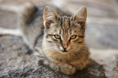 Şirin tekir kedi dışarıda rahatlamış, portreyi kapatmış..