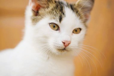 Beyaz kedi surat portresi. Yakın plan. Evcil hayvanlar. İlginç saç rengi olan genç kedi yavrusu..
