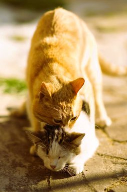 Çiftleşme sırasında evcil kediler. Kedi bahçede sevişiyor..