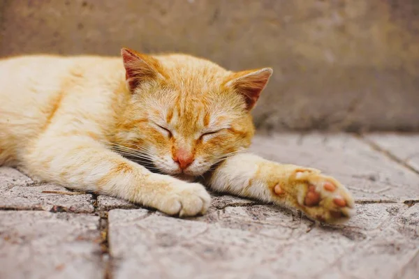 Lovely ginger cat sleep on a stone floor outdoors in a spring day.