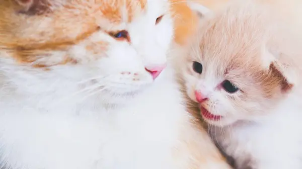 Cute newborn kitten and cat enjoy each other\'s company together. Communication of cats.