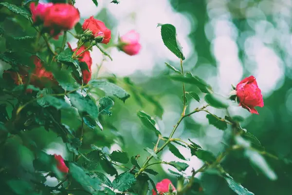 Yaz bahçesinde yetişen pembe gül çalıları.