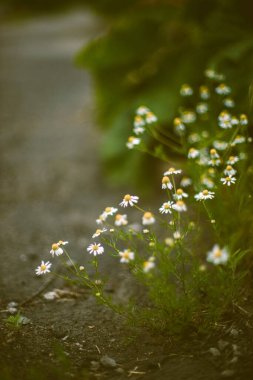 Beyaz papatya çiçekleri baharda yol kenarında yetişir..