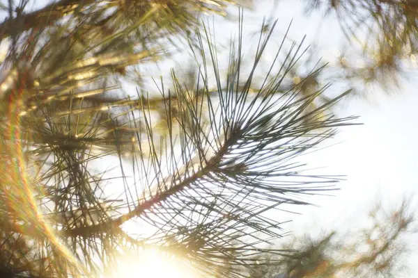 pine tree branches closeup with sun rays.